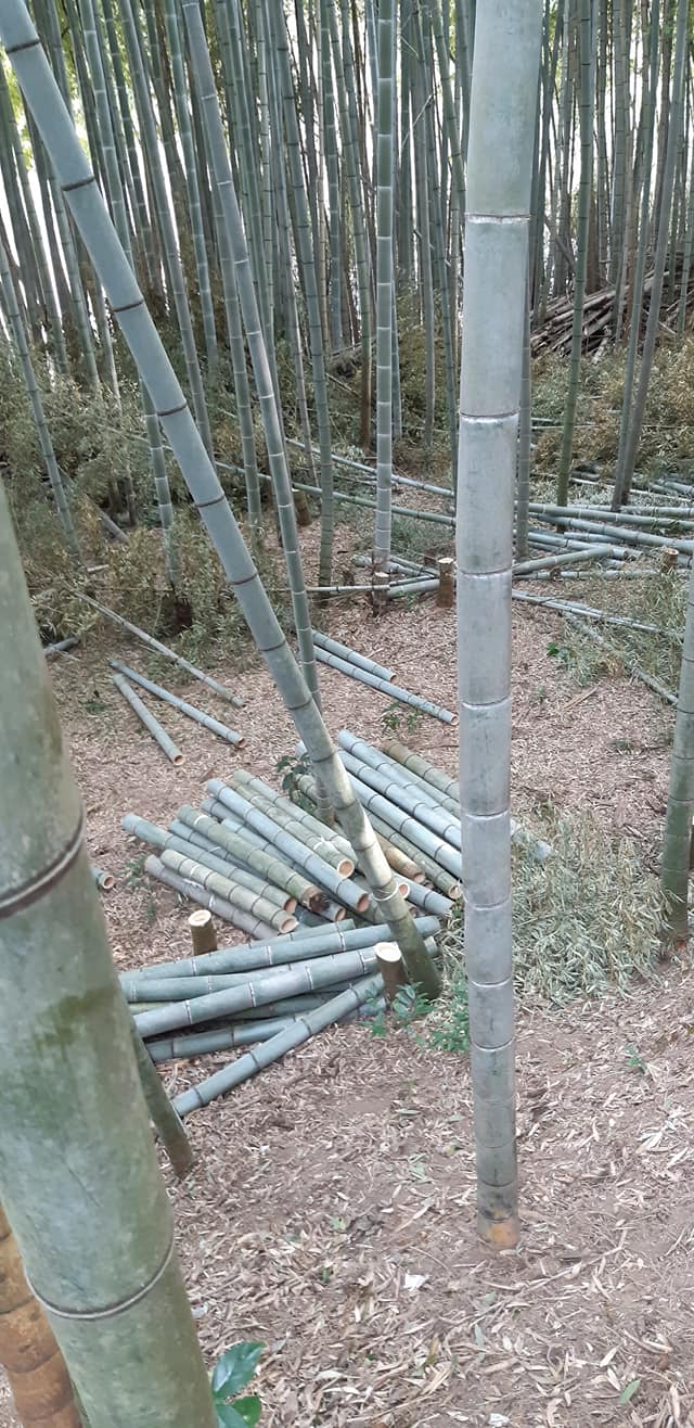 『竹のえんむすび』 ナチュラルフード森の扉